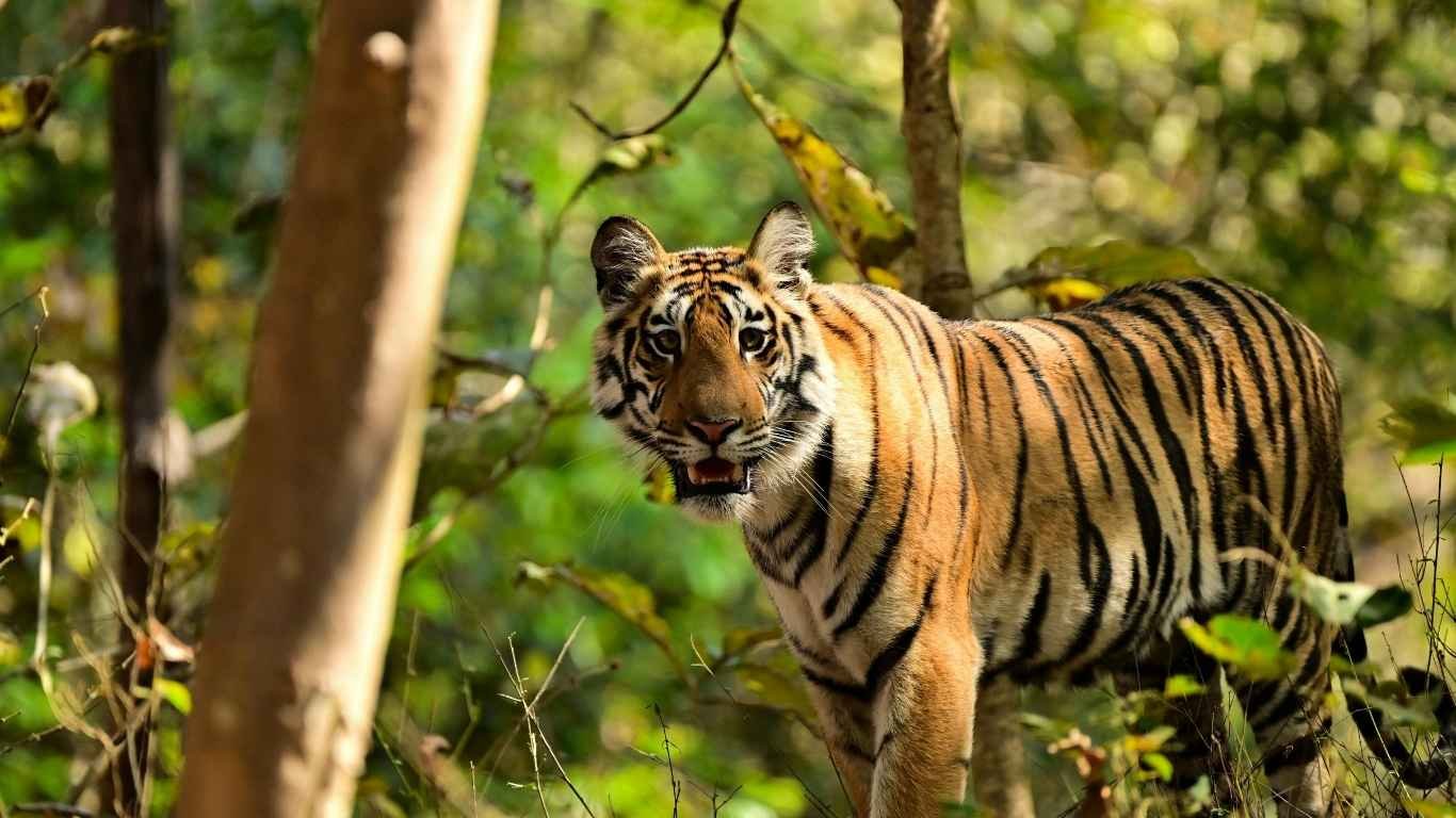 3 Days Tadoba Wildlife Tour