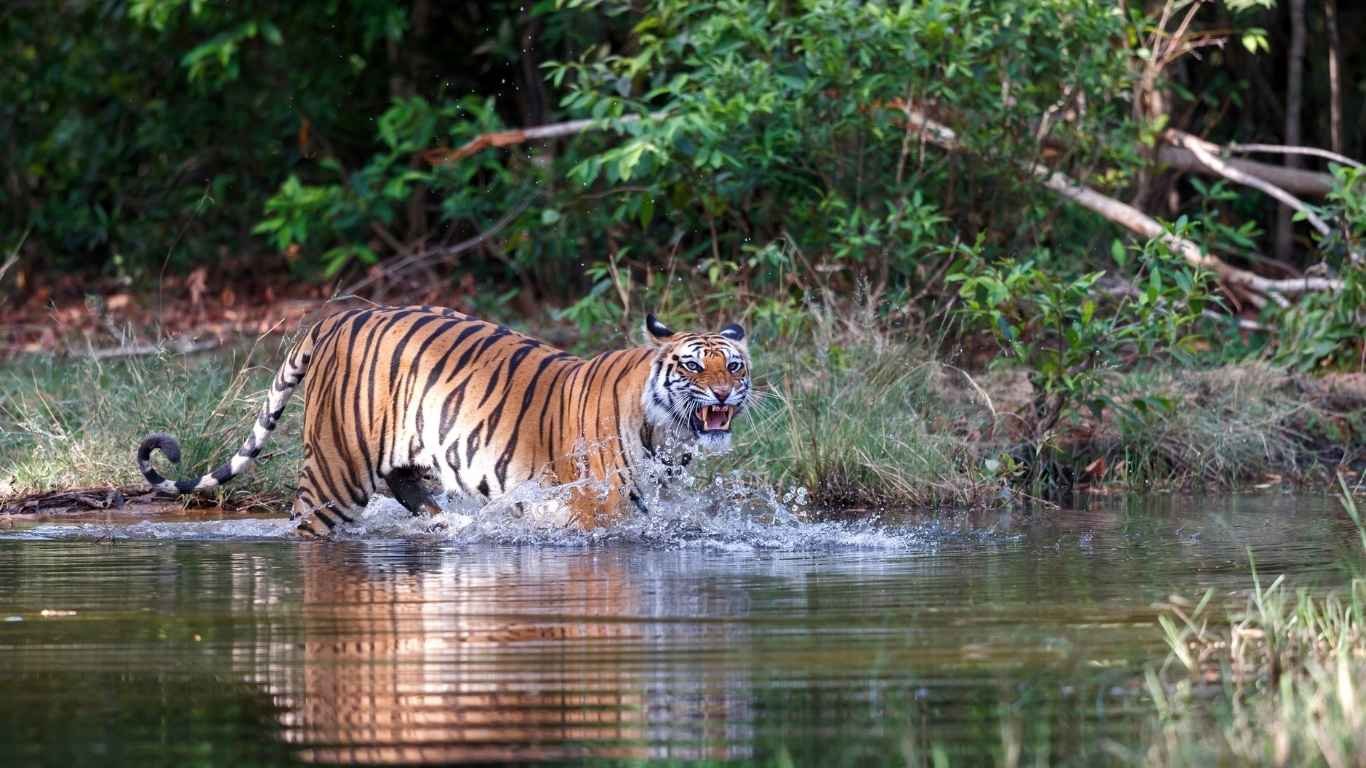 Central India Wildlife Tour