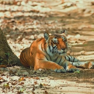 Best Of Corbett Tour