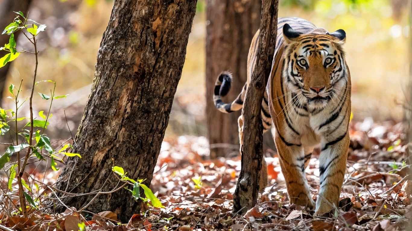 Bandhavgarh and Kanha Tour