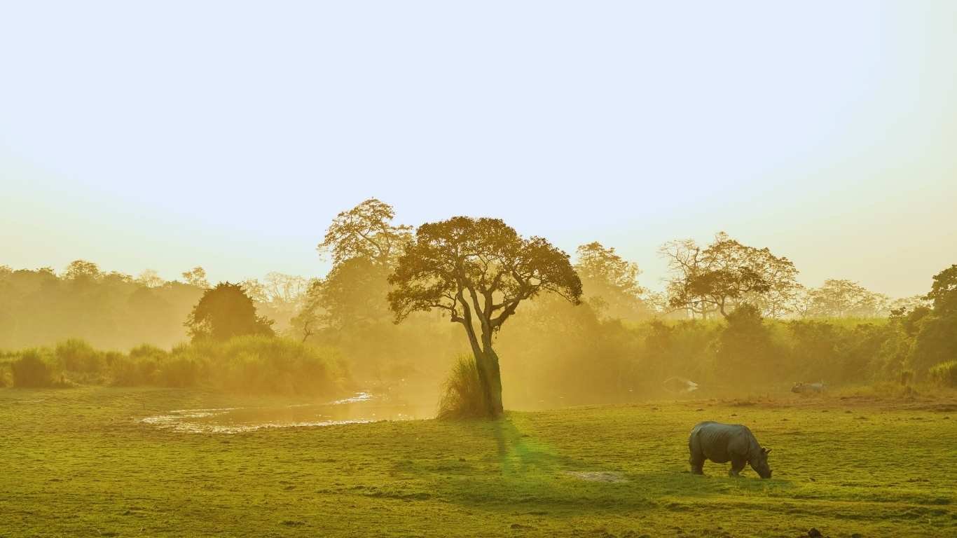 Kaziranga Tour