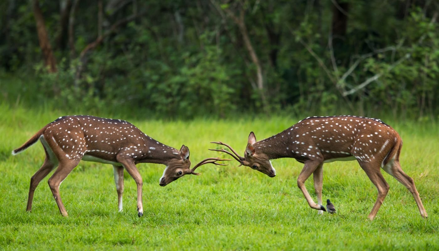 BANGALORE MYSORE COORG TOUR