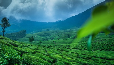 MUNNAR AND ALLEPPEY TOUR